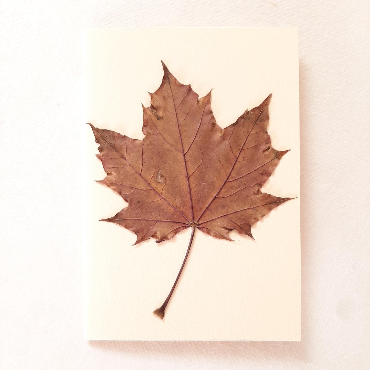 Set di tre biglietti auguri con fiori veri pressati e busta a origami