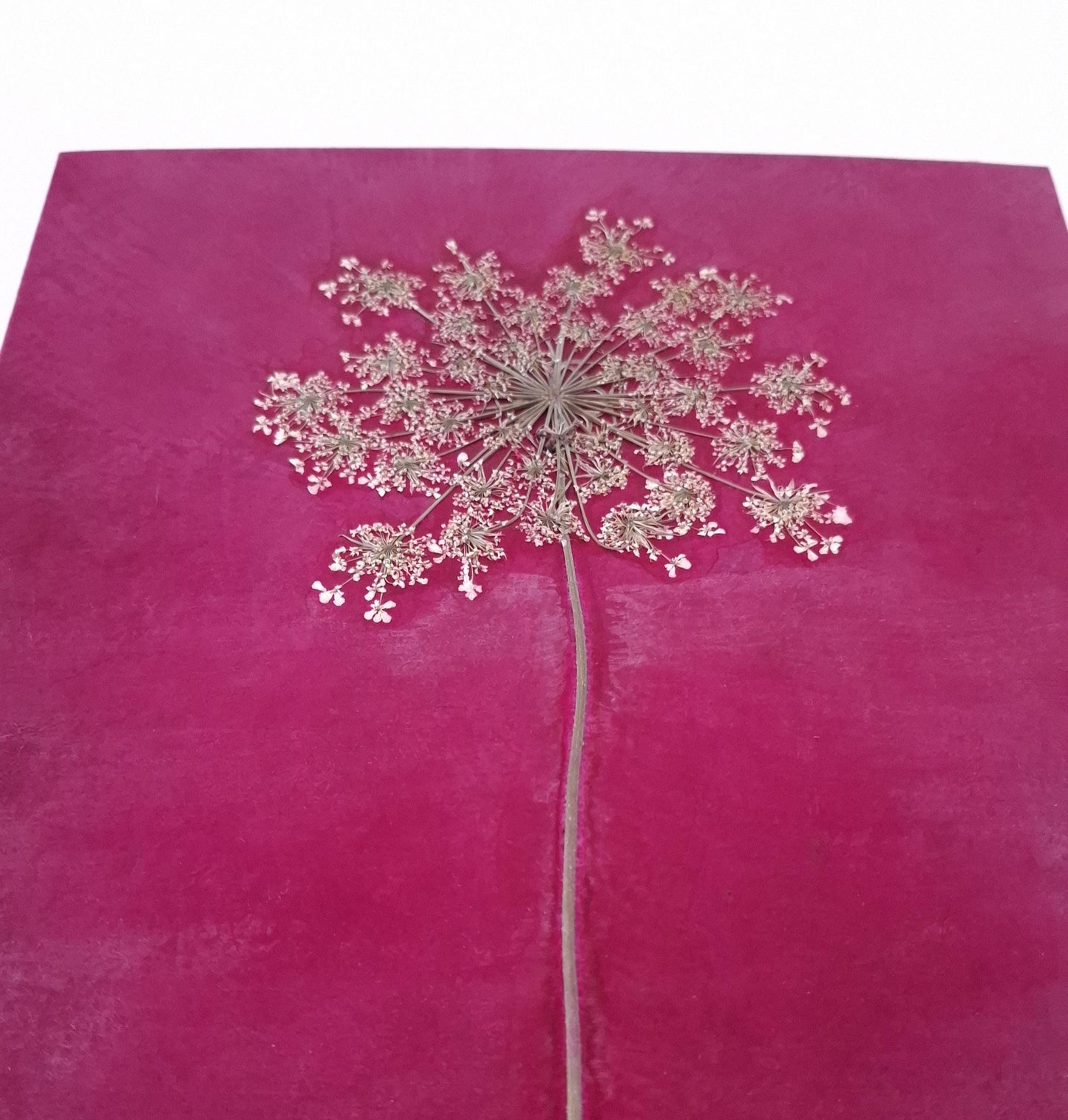 Album fotografico grande con fiore di Carota Selvatica pressato
