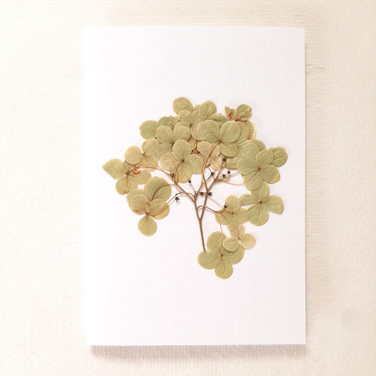 Biglietti con fiori pressati e busta Origami con Ortensia e Lavanda