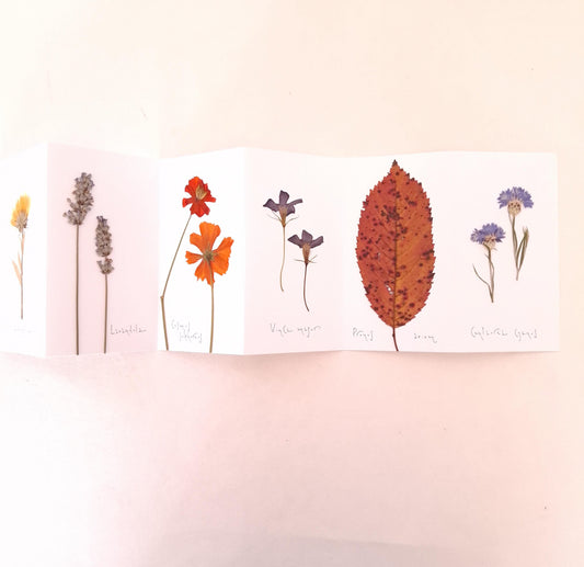 Erbario a fisarmonica con copertine a Cianotipo e fiori e foglie pressati