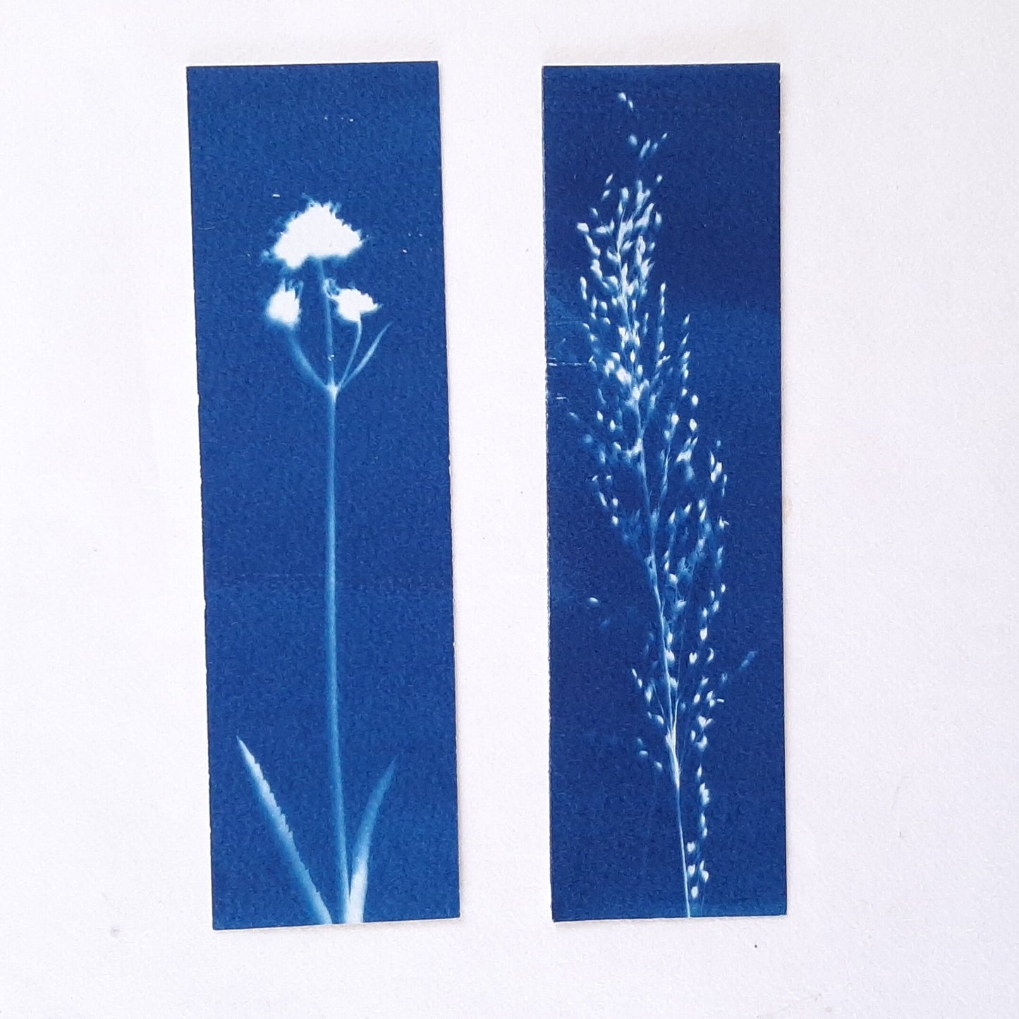 Set di quattro segnalibri con stampa botanica a Cianotipo