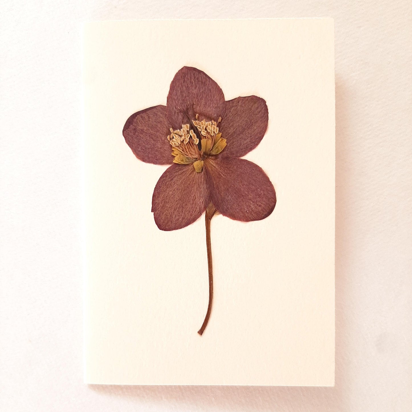 Set di tre biglietti auguri con fiori veri pressati e busta a origami