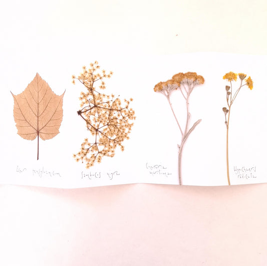 Erbario a Leporello con copertina a Cianotipo Ginkgo e fiori e foglie pressati