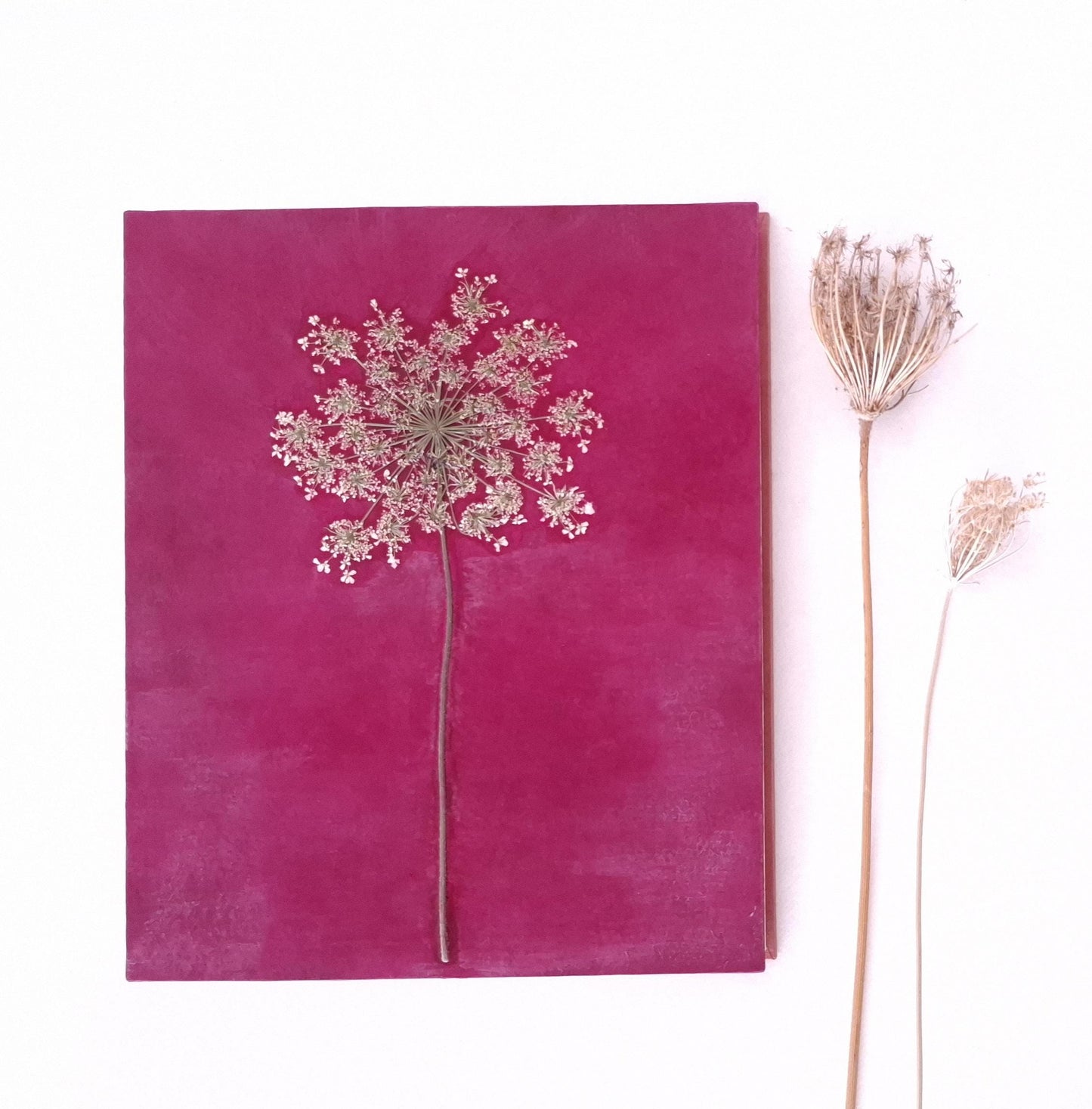 Album fotografico grande con fiore di Carota Selvatica pressato