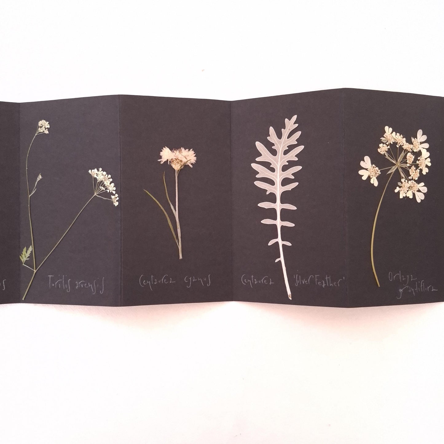 Erbario con copertina a Cianotipo Carota Selvatica e fiori pressati su sfondo nero