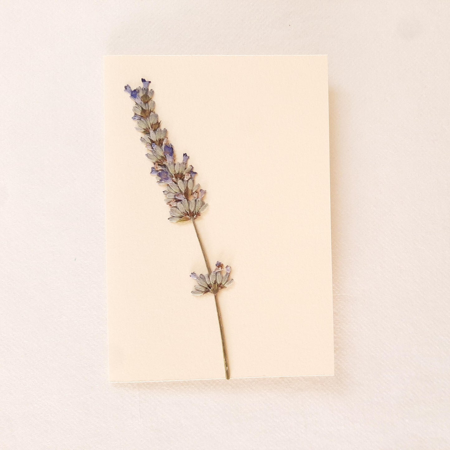 Set di tre biglietti floreali con busta con Lavanda e Acero Giapponese