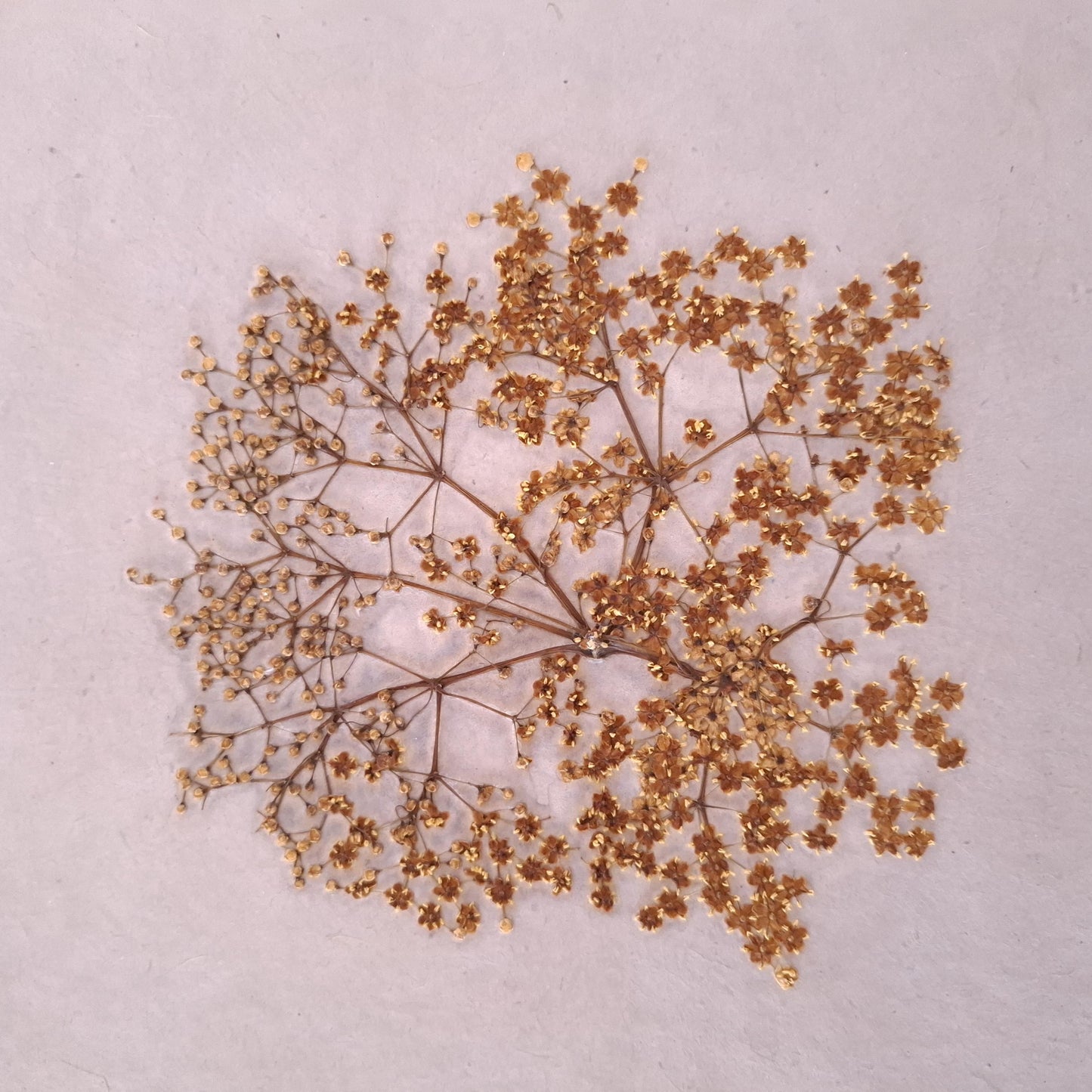Album fotografico quadrato in malva e miele con fiore di Sambuco pressato