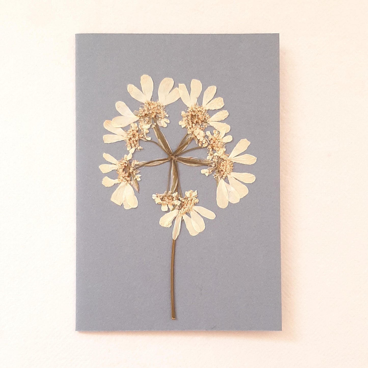 Set di biglietti di auguri con foglie e fiori veri pressati e busta Origami