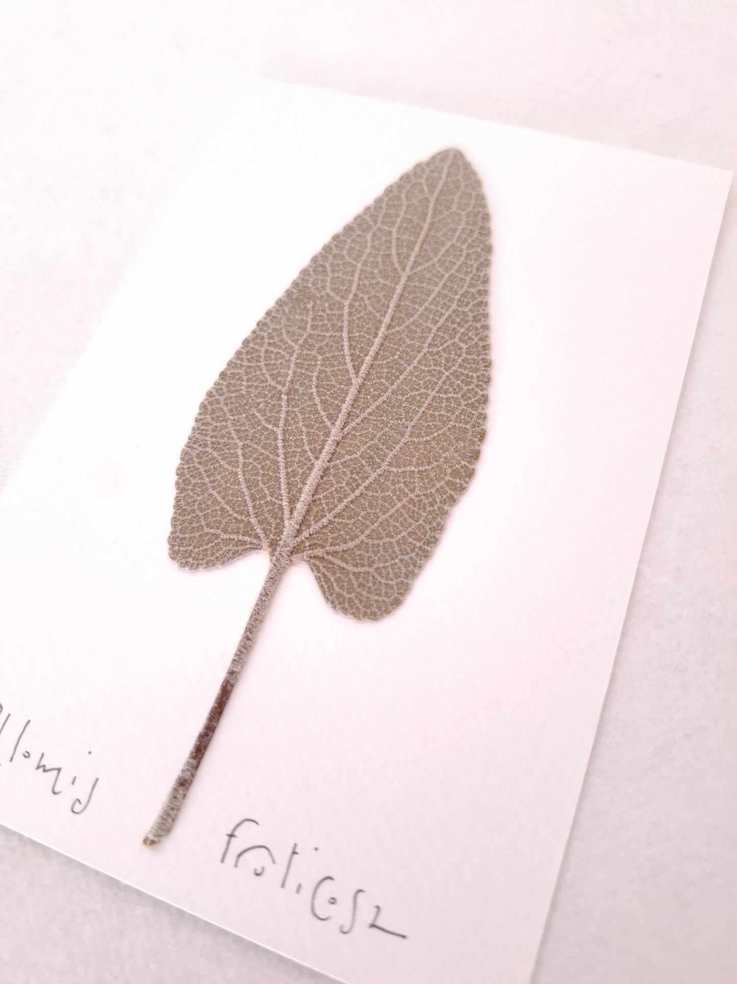 Cartolina Botanica con foglia pressata di Phlomis