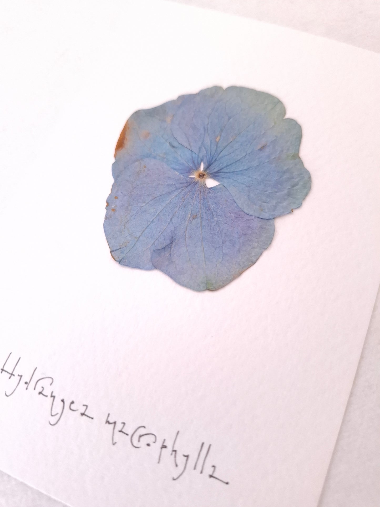 Cartolina Botanica con fiore pressato di Ortensia blu