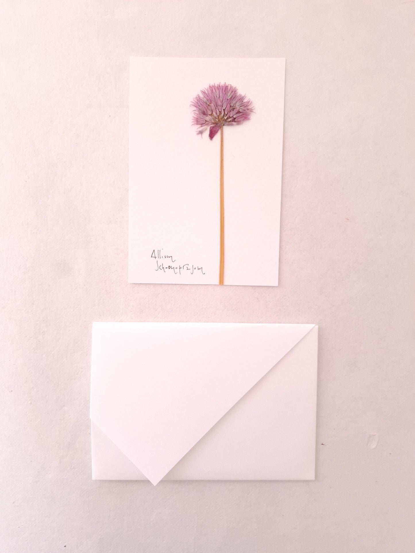 Cartolina Botanica con fiore pressato di Allium