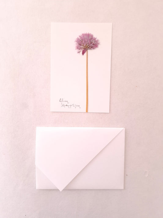 Cartolina Botanica con fiore pressato di Allium