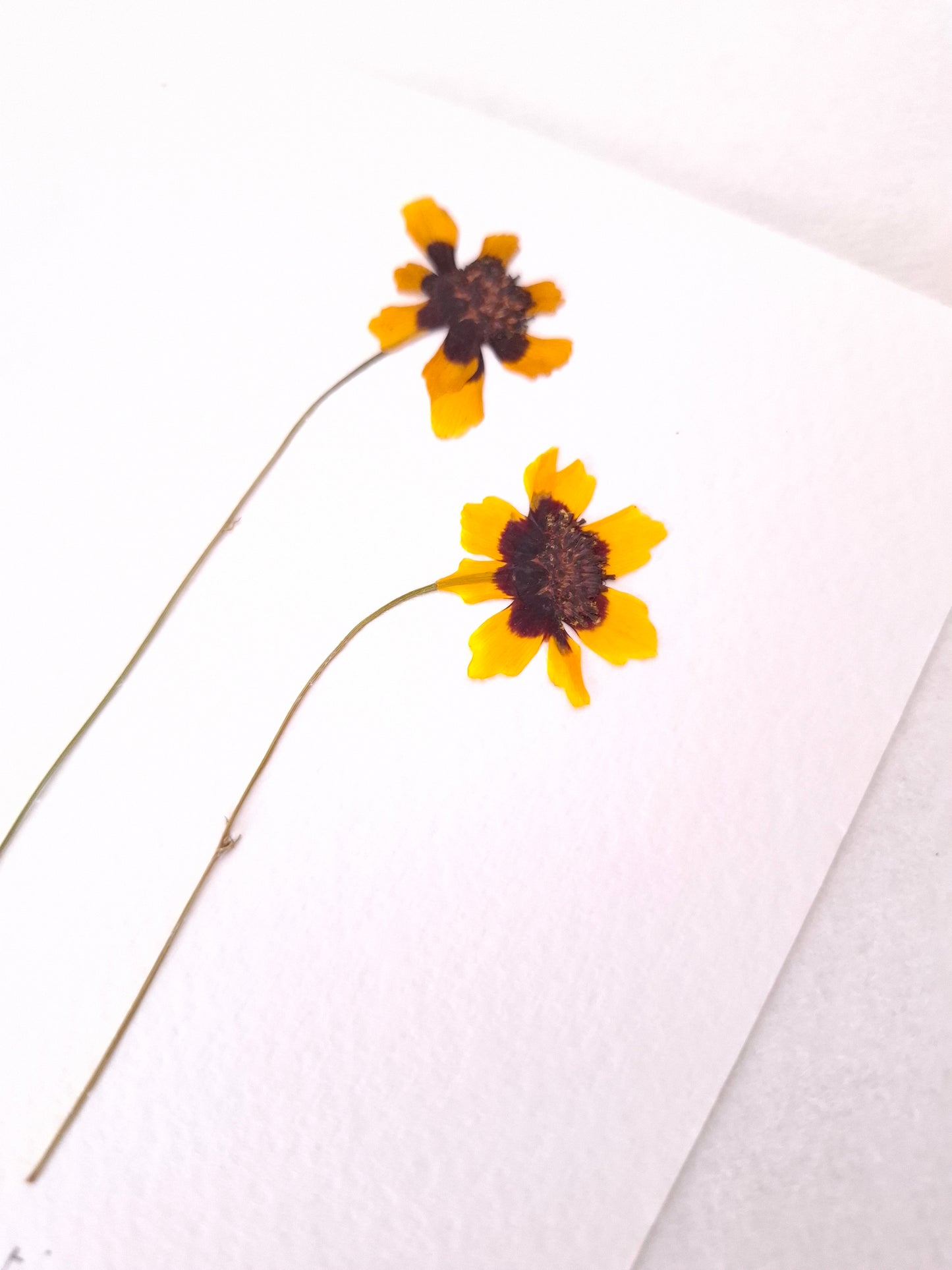 Cartolina Botanica con fiori pressati di Coreopsis