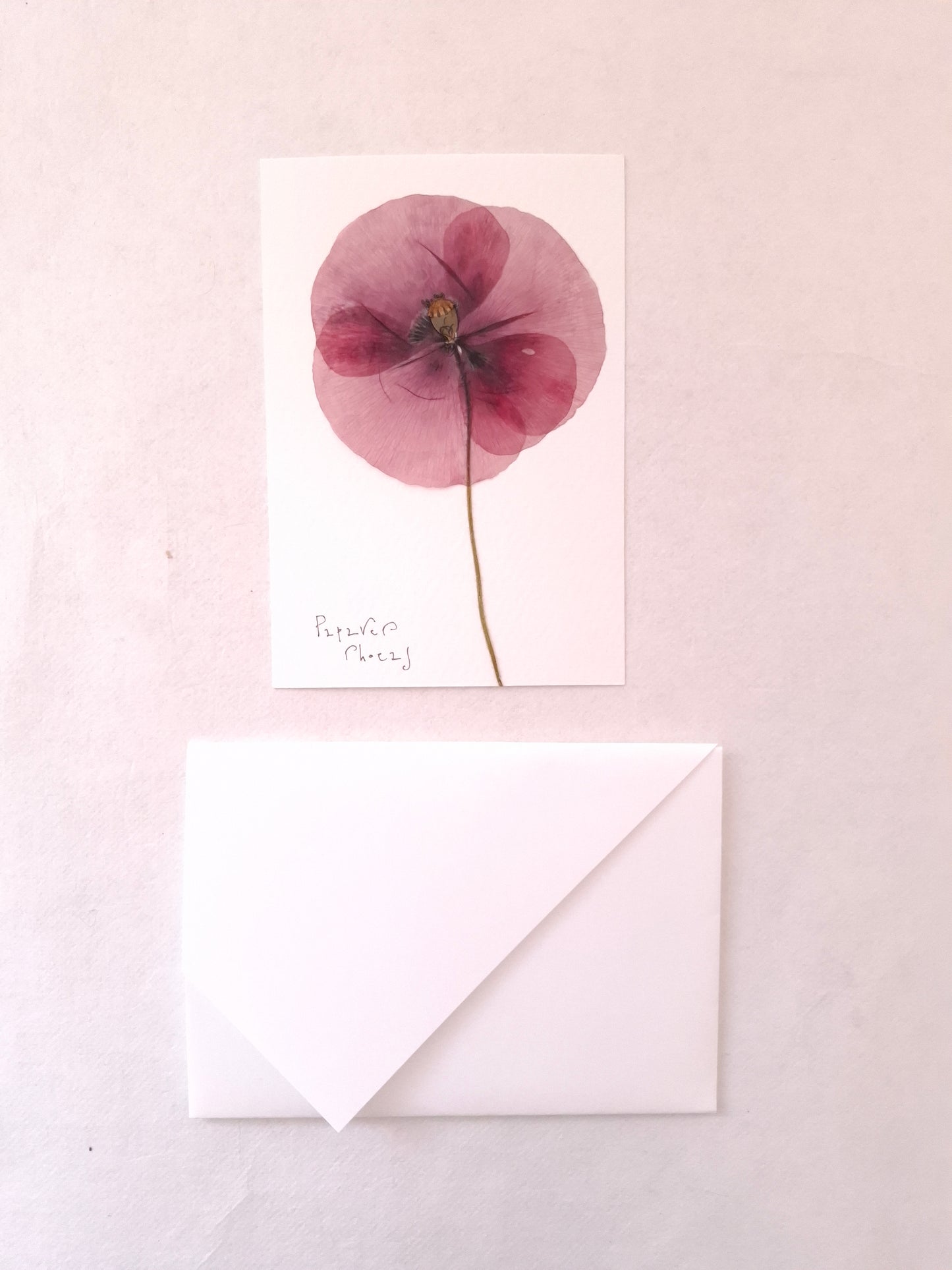 Cartolina Botanica con fiore pressato di Papavero