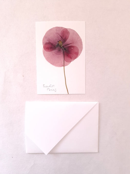 Cartolina Botanica con fiore pressato di Papavero