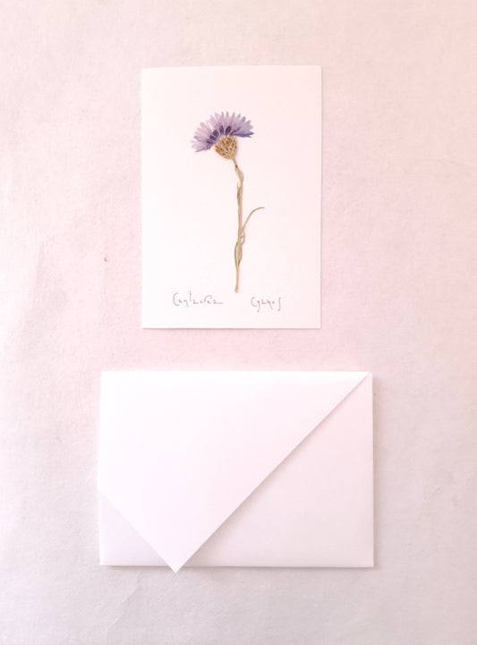 Cartolina Botanica con fiore pressato di Fiordaliso