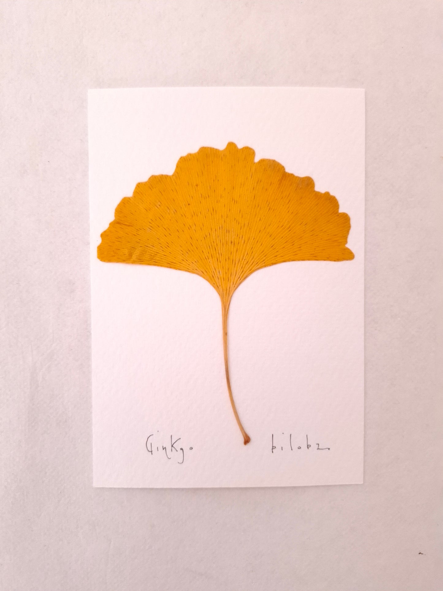 Cartolina Botanica con foglia pressata di Ginkgo
