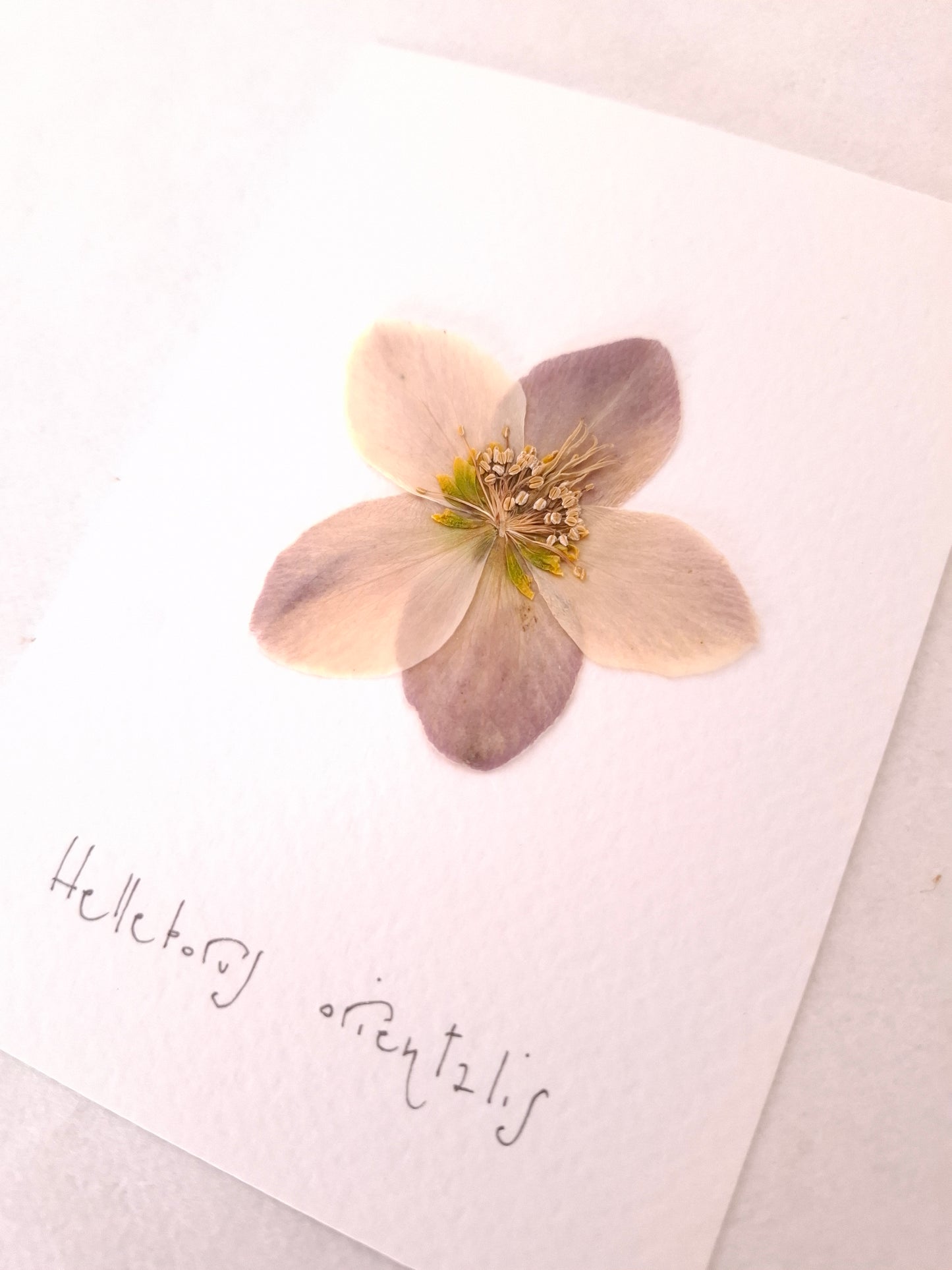 Cartolina Botanica con fiore pressato di Elleboro rosa