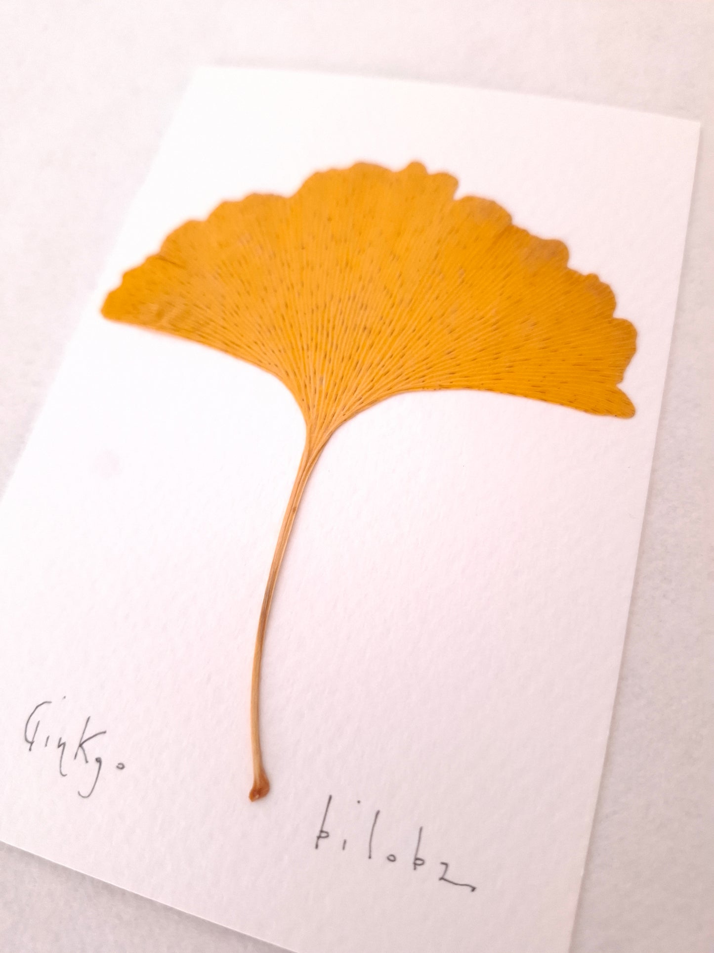 Cartolina Botanica con foglia pressata di Ginkgo