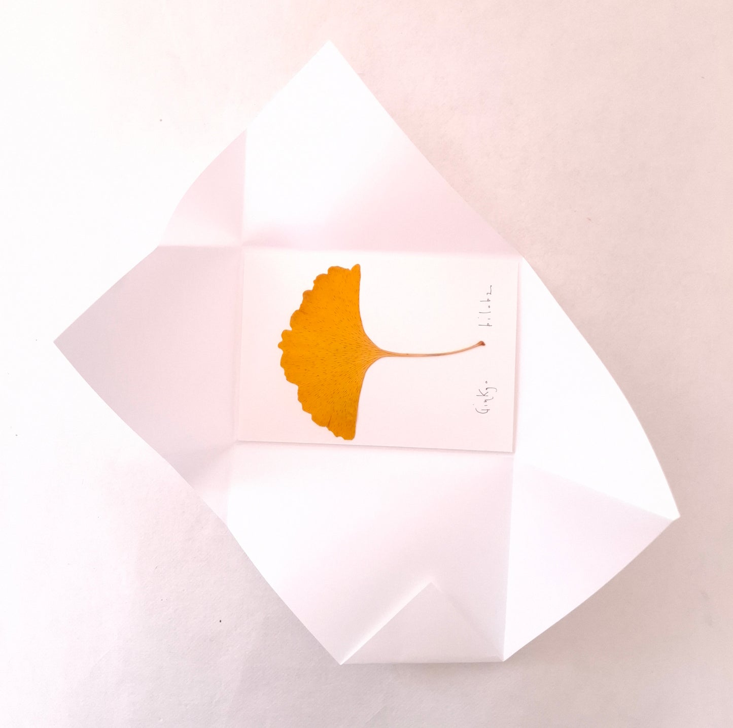 Cartolina Botanica con foglia pressata di Ginkgo