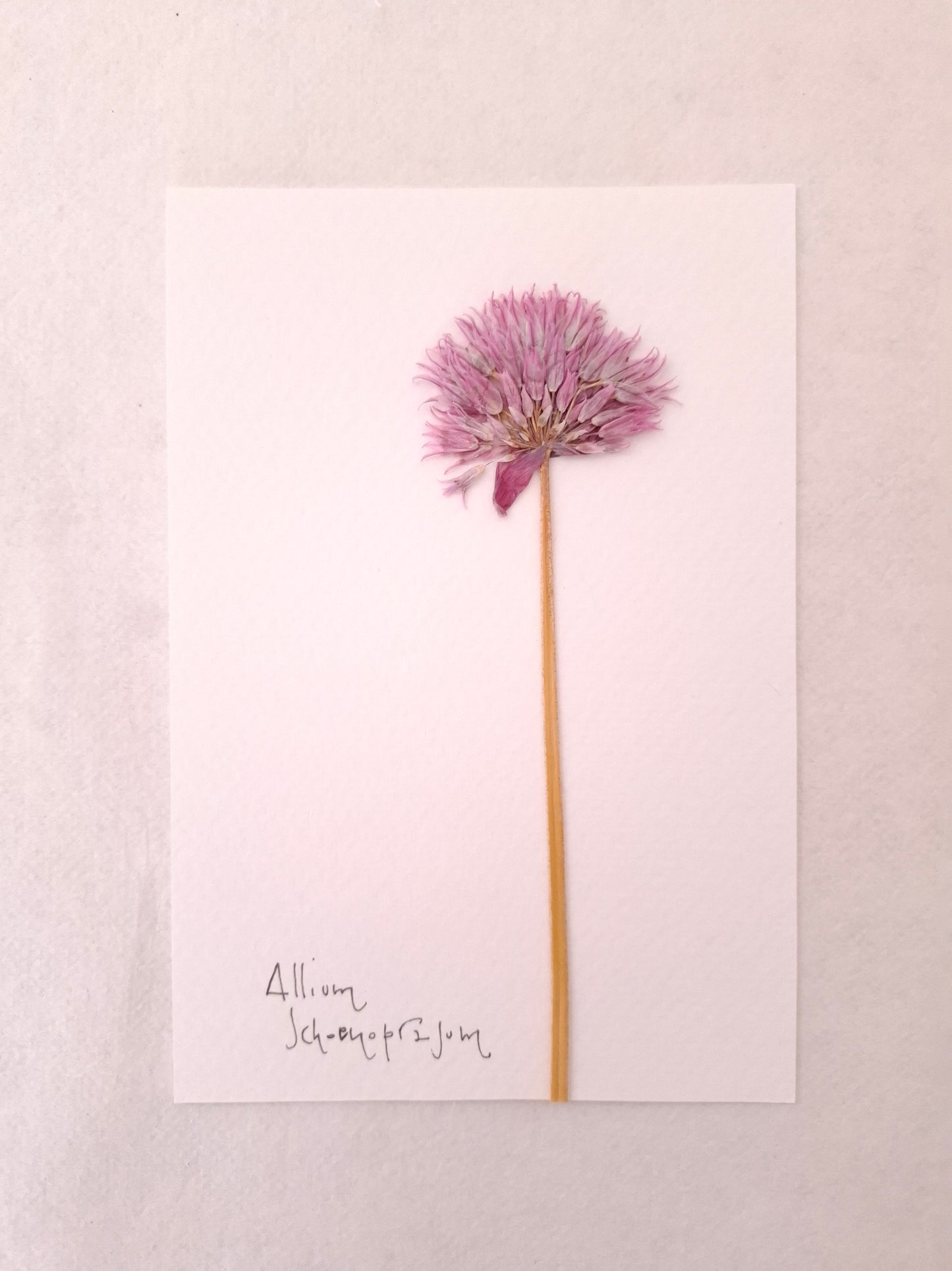 Cartolina Botanica con fiore pressato di Allium