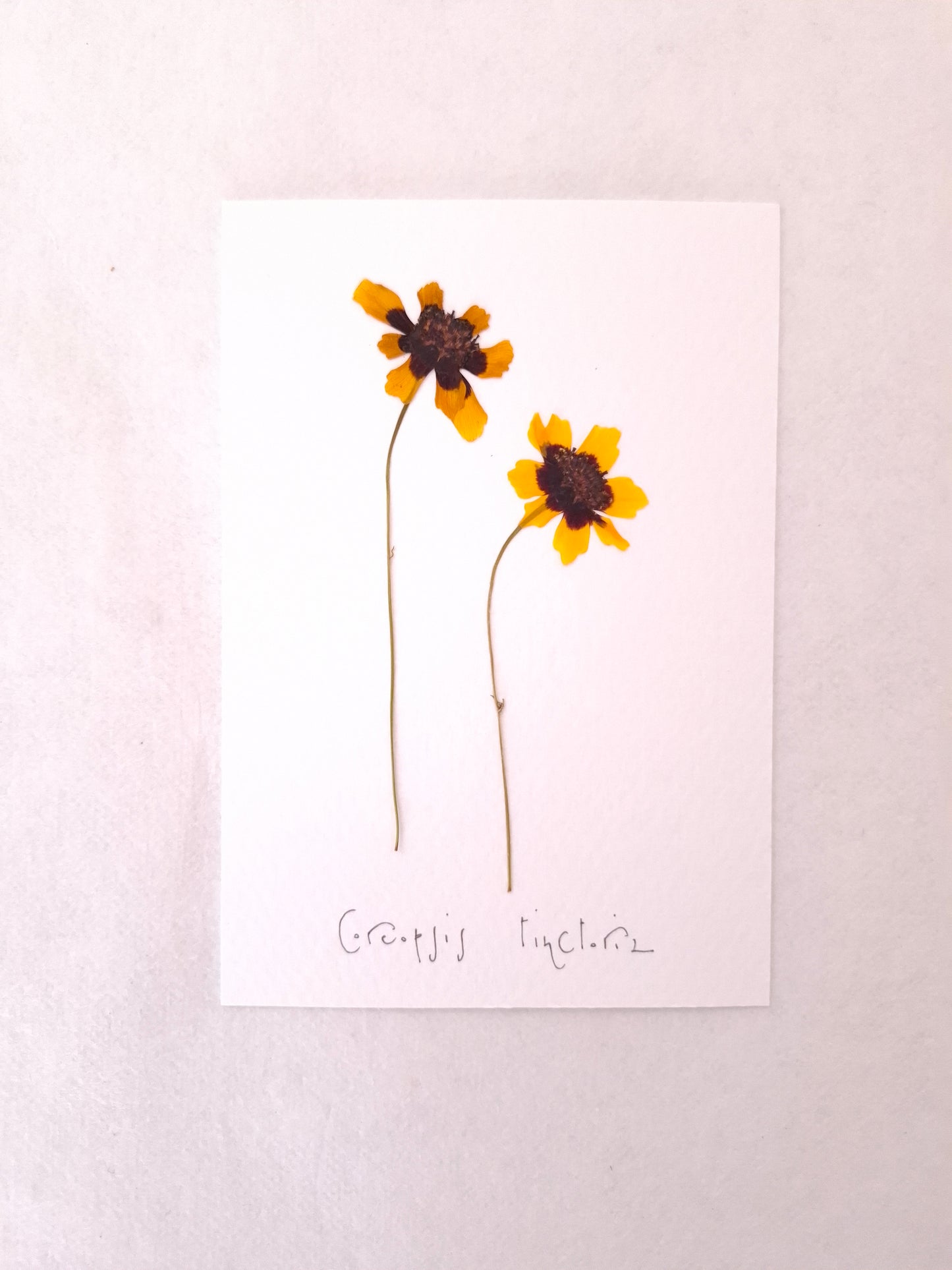 Cartolina Botanica con fiori pressati di Coreopsis