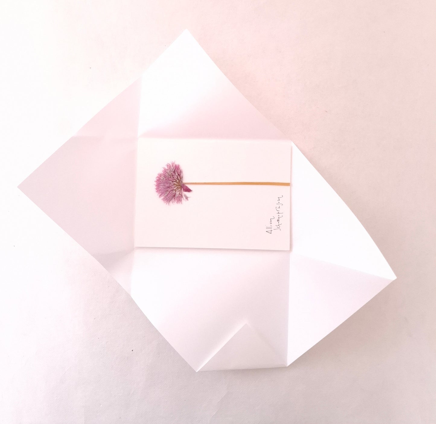 Cartolina Botanica con fiore pressato di Allium