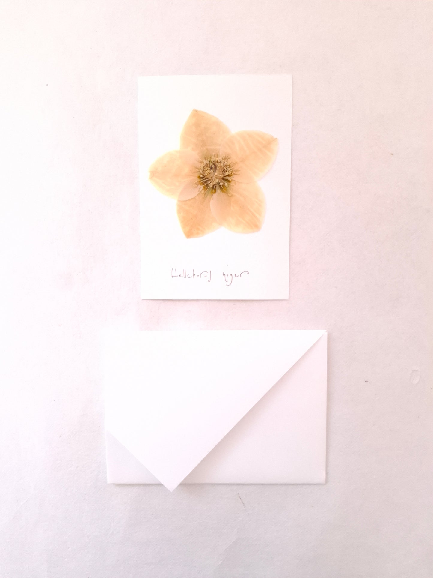 Cartolina Botanica con fiore pressato di Elleboro bianco