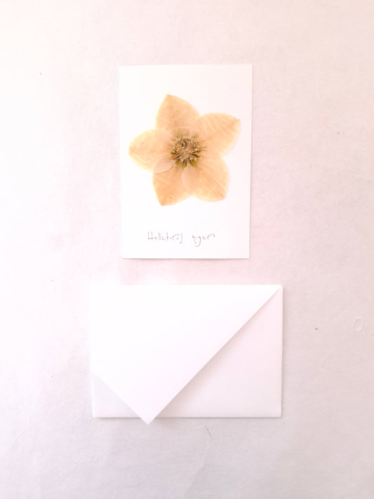 Cartolina Botanica con fiore pressato di Elleboro bianco