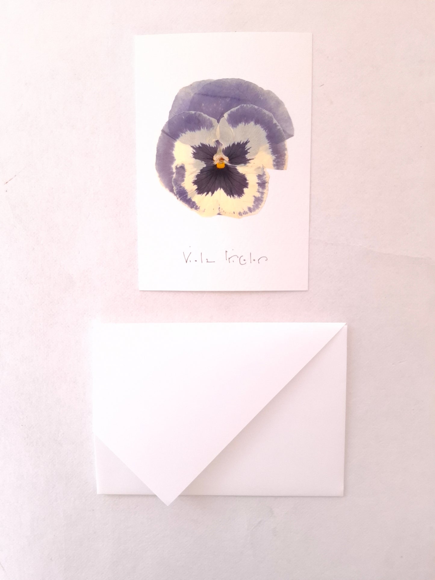 Cartolina Botanica con fiore pressato di Viola del Pensiero