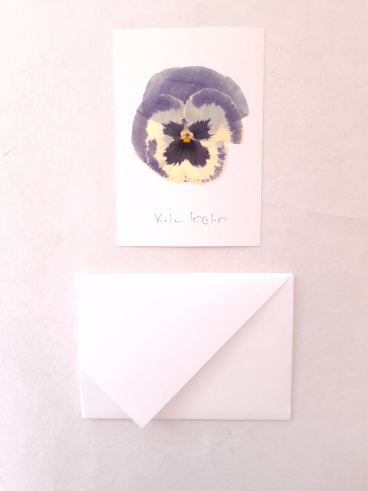Cartolina Botanica con fiore pressato di Viola del Pensiero