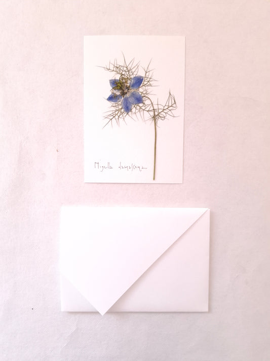 Cartolina Botanica con fiore pressato di Nigella