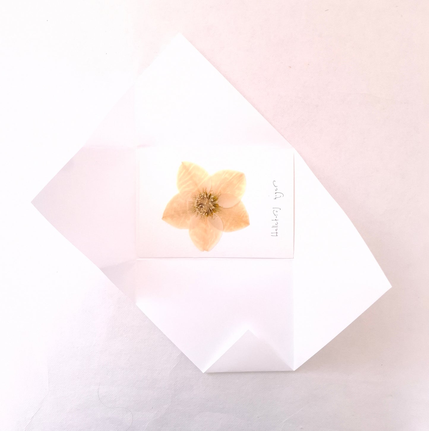 Cartolina Botanica con fiore pressato di Elleboro bianco