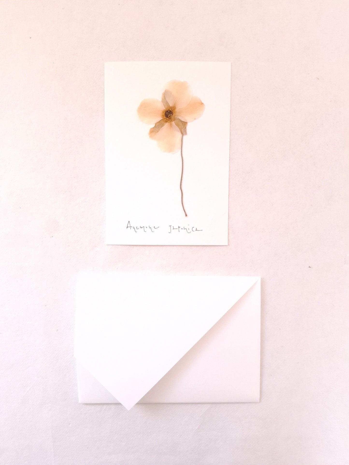 Cartolina Botanica con fiore pressato di Anemone Giapponese