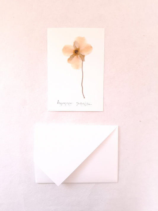 Cartolina Botanica con fiore pressato di Anemone Giapponese