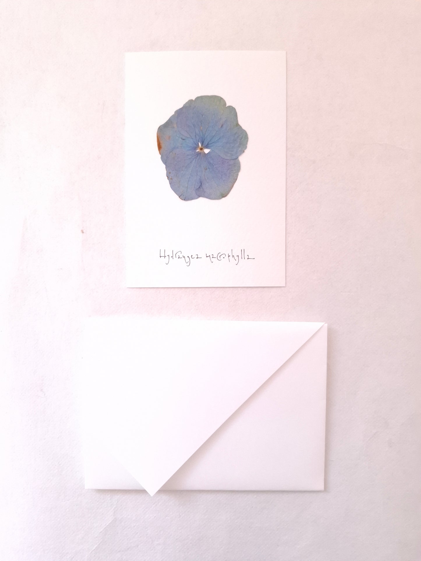 Cartolina Botanica con fiore pressato di Ortensia blu