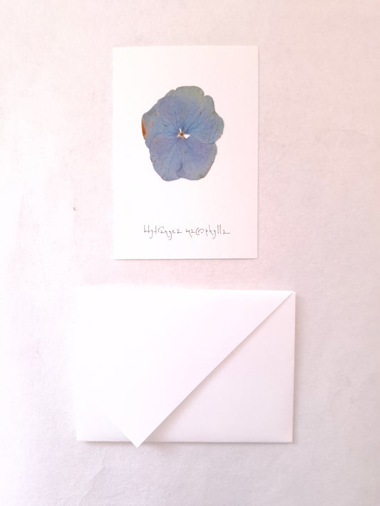 Cartolina Botanica con fiore pressato di Ortensia blu