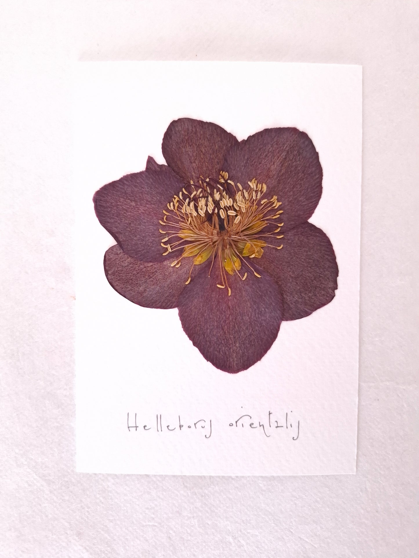 Cartolina Botanica con fiore pressato di Elleboro bordeaux