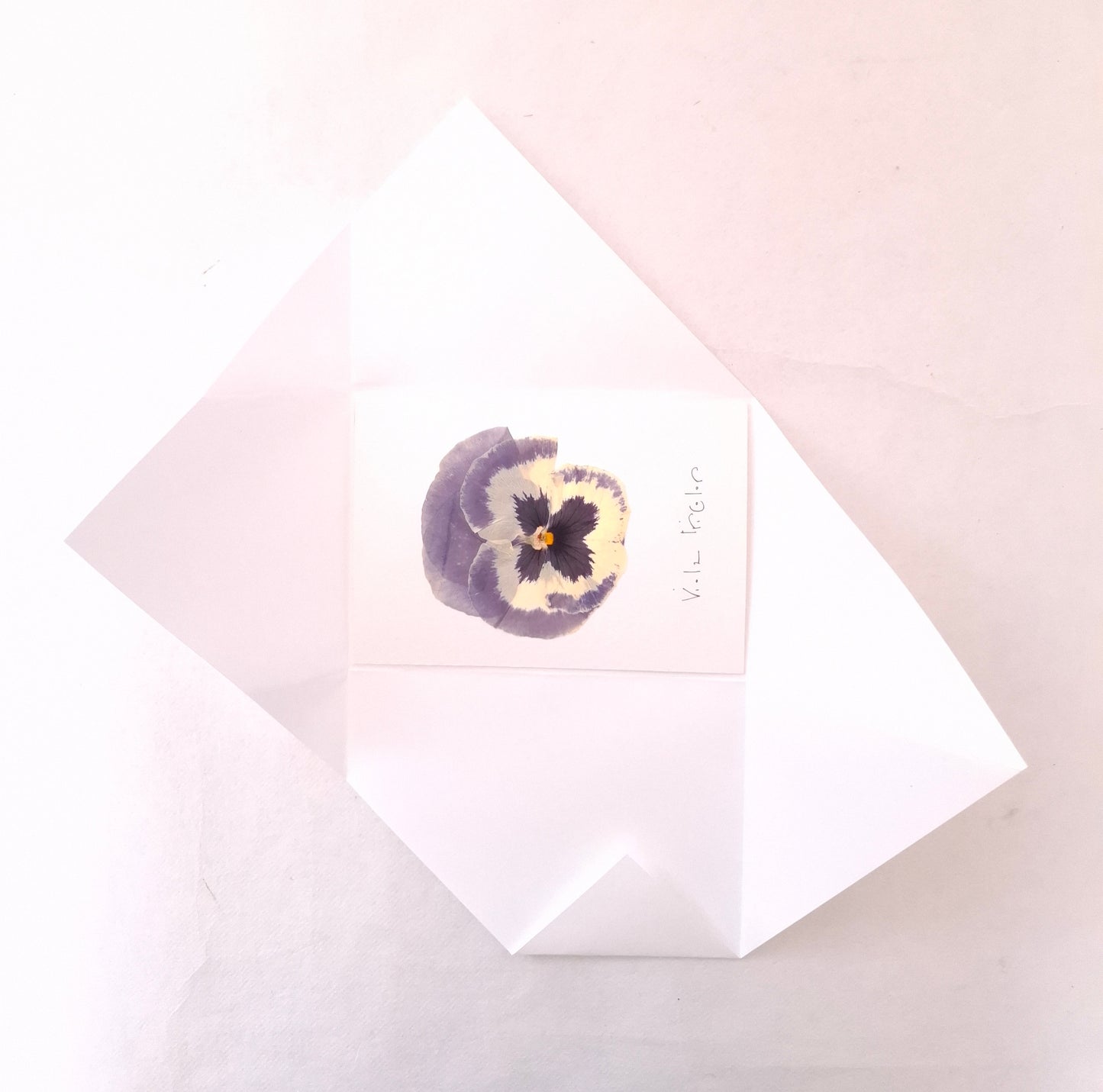 Cartolina Botanica con fiore pressato di Viola del Pensiero