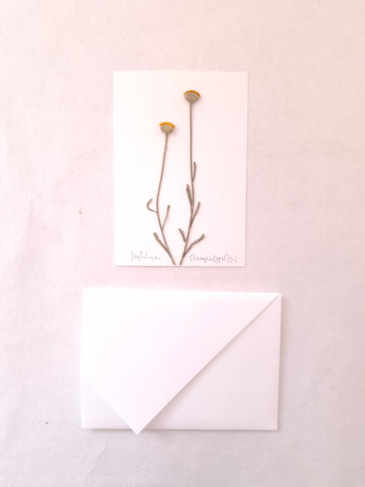 Cartolina Botanica con fiori pressati di Santolina