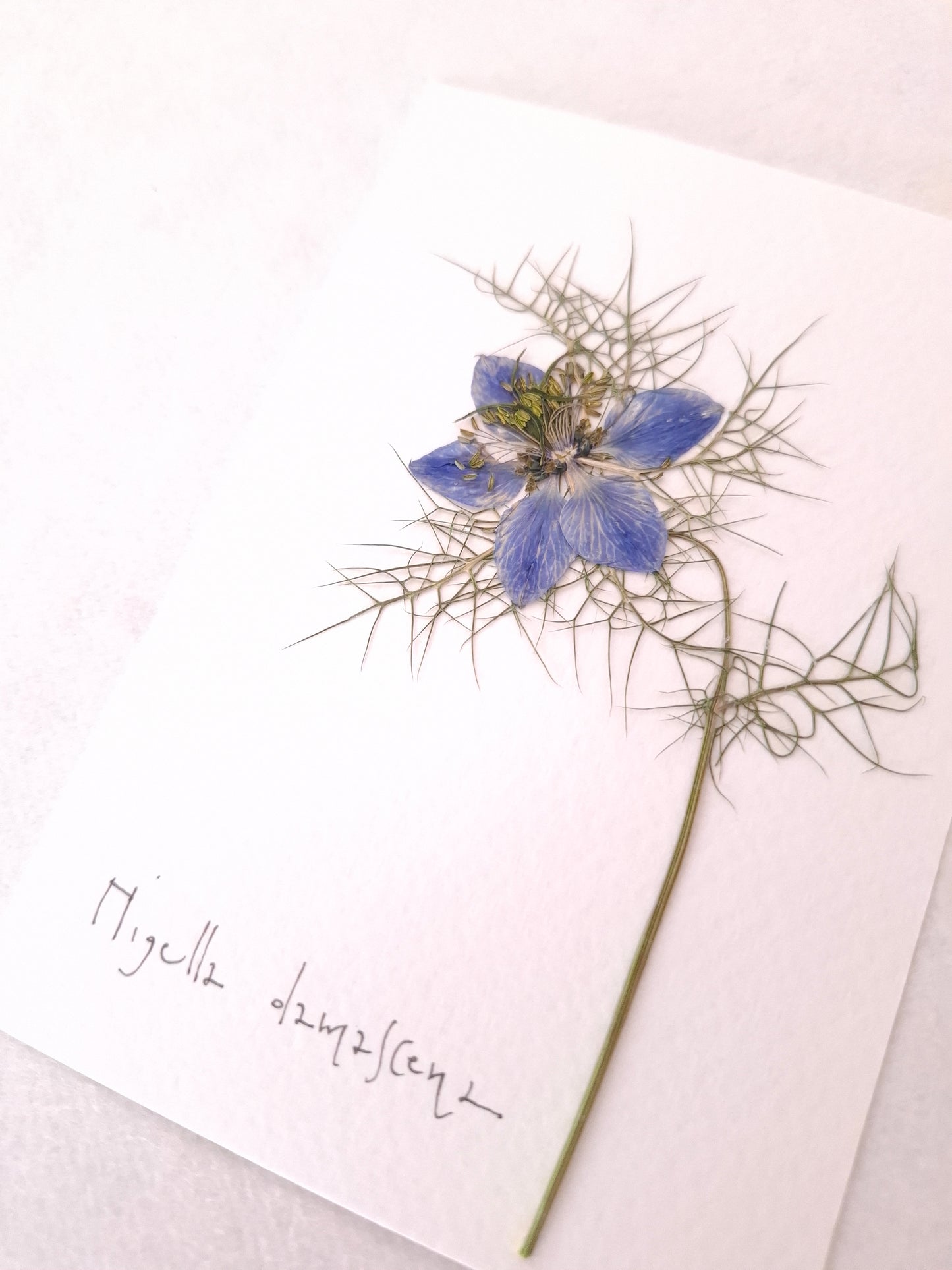 Cartolina Botanica con fiore pressato di Nigella