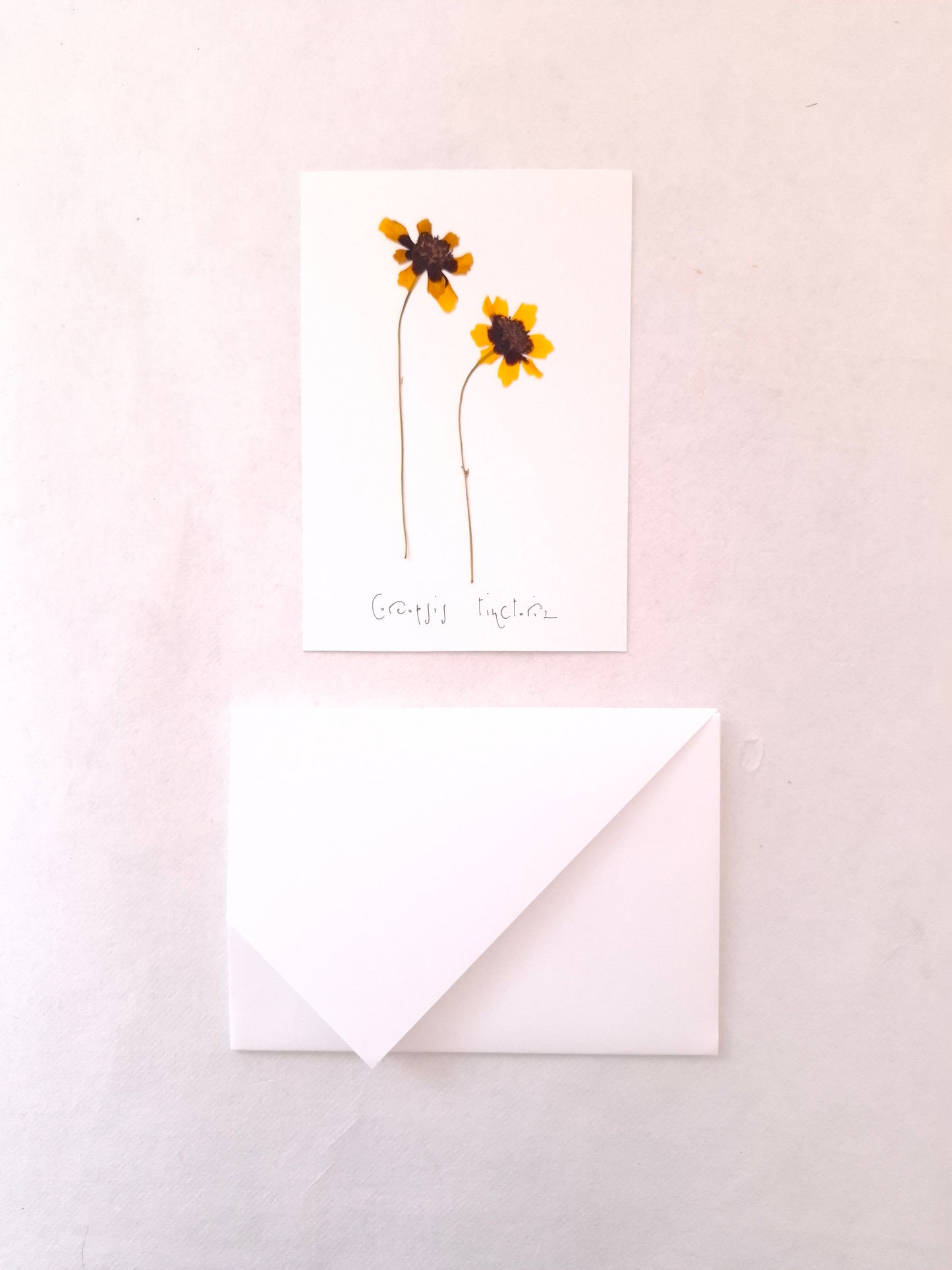 Cartolina Botanica con fiori pressati di Coreopsis