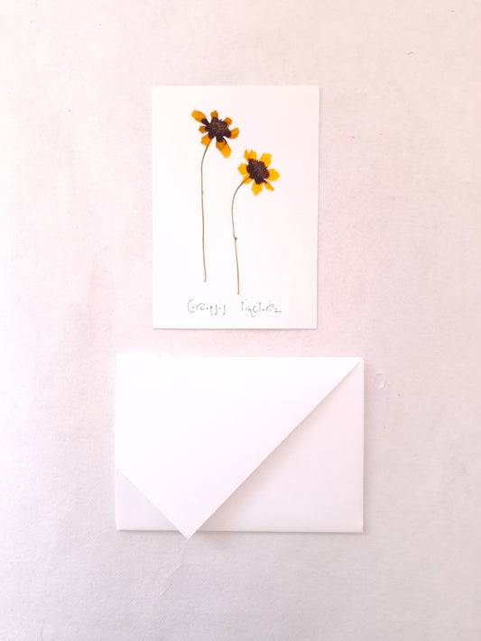 Cartolina Botanica con fiori pressati di Coreopsis