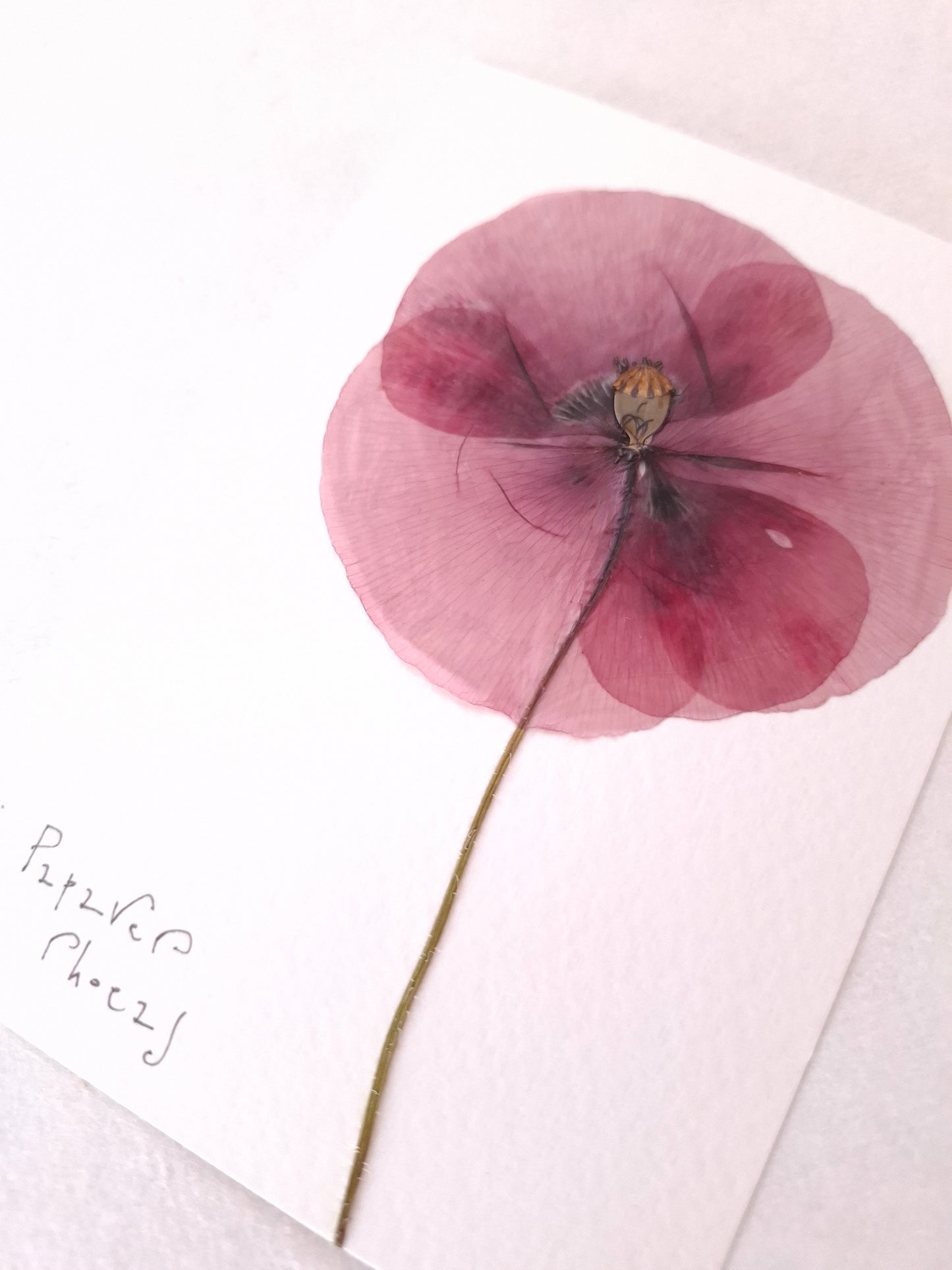 Cartolina Botanica con fiore pressato di Papavero