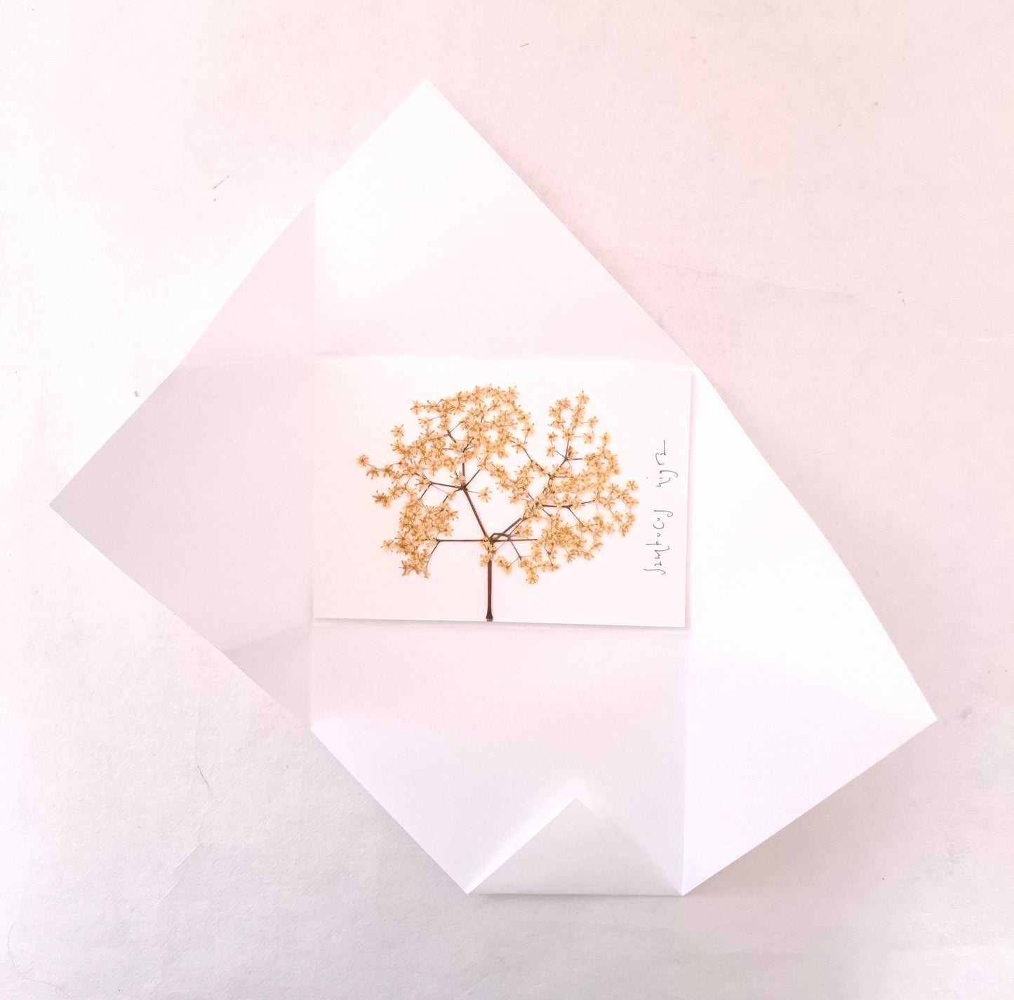 Cartolina Botanica con fiore pressato di Sambuco