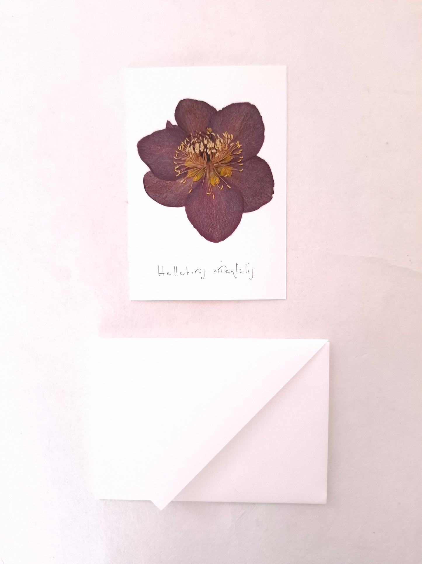 Cartolina Botanica con fiore pressato di Elleboro bordeaux