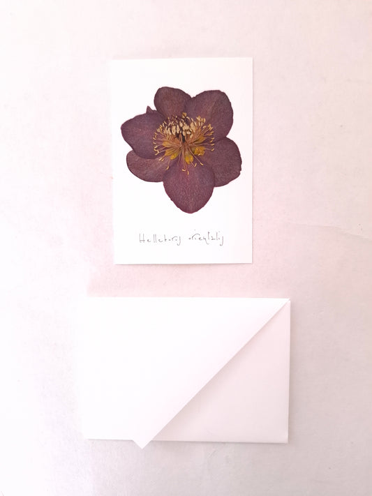 Cartolina Botanica con fiore pressato di Elleboro bordeaux
