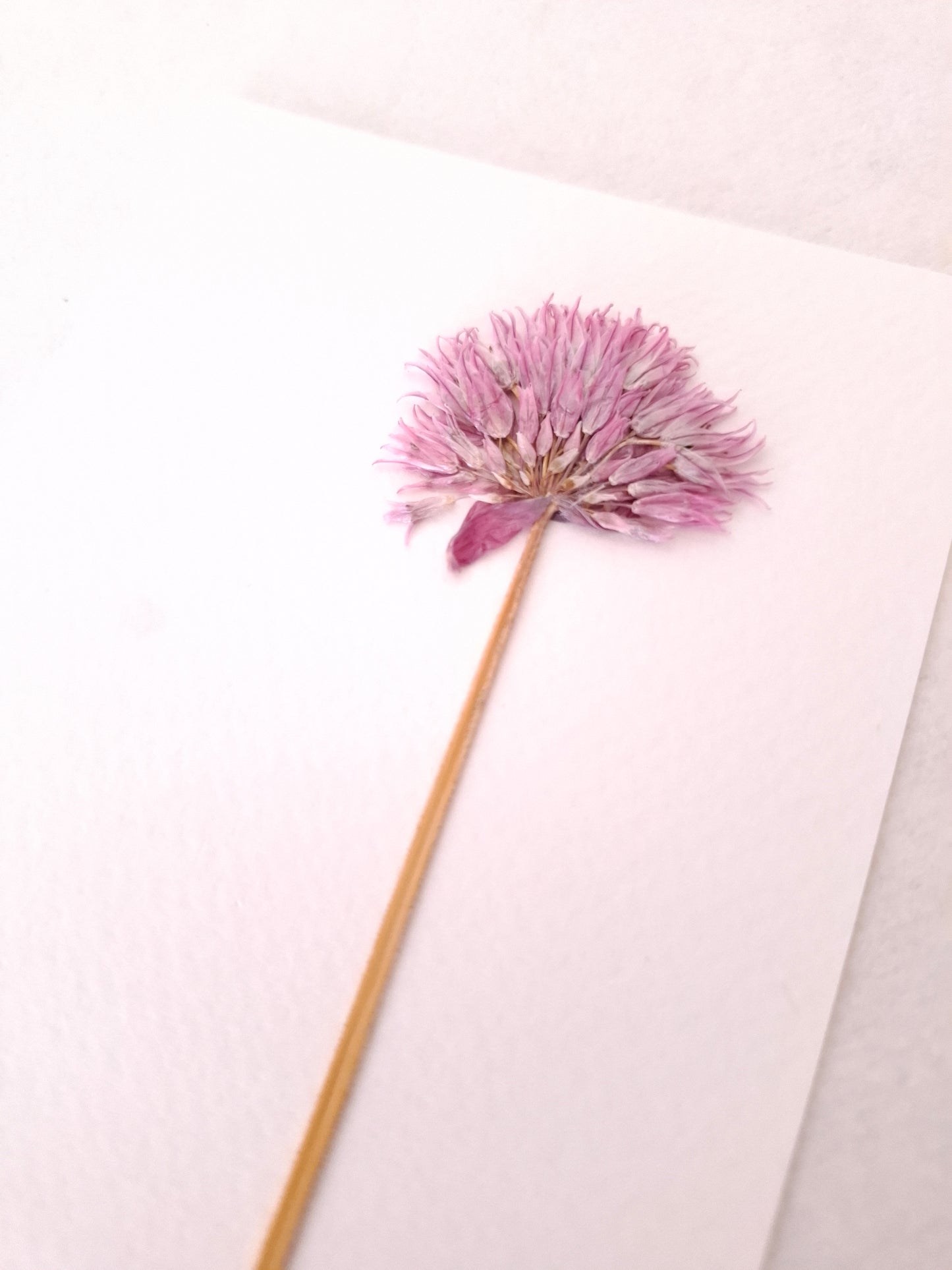 Cartolina Botanica con fiore pressato di Allium