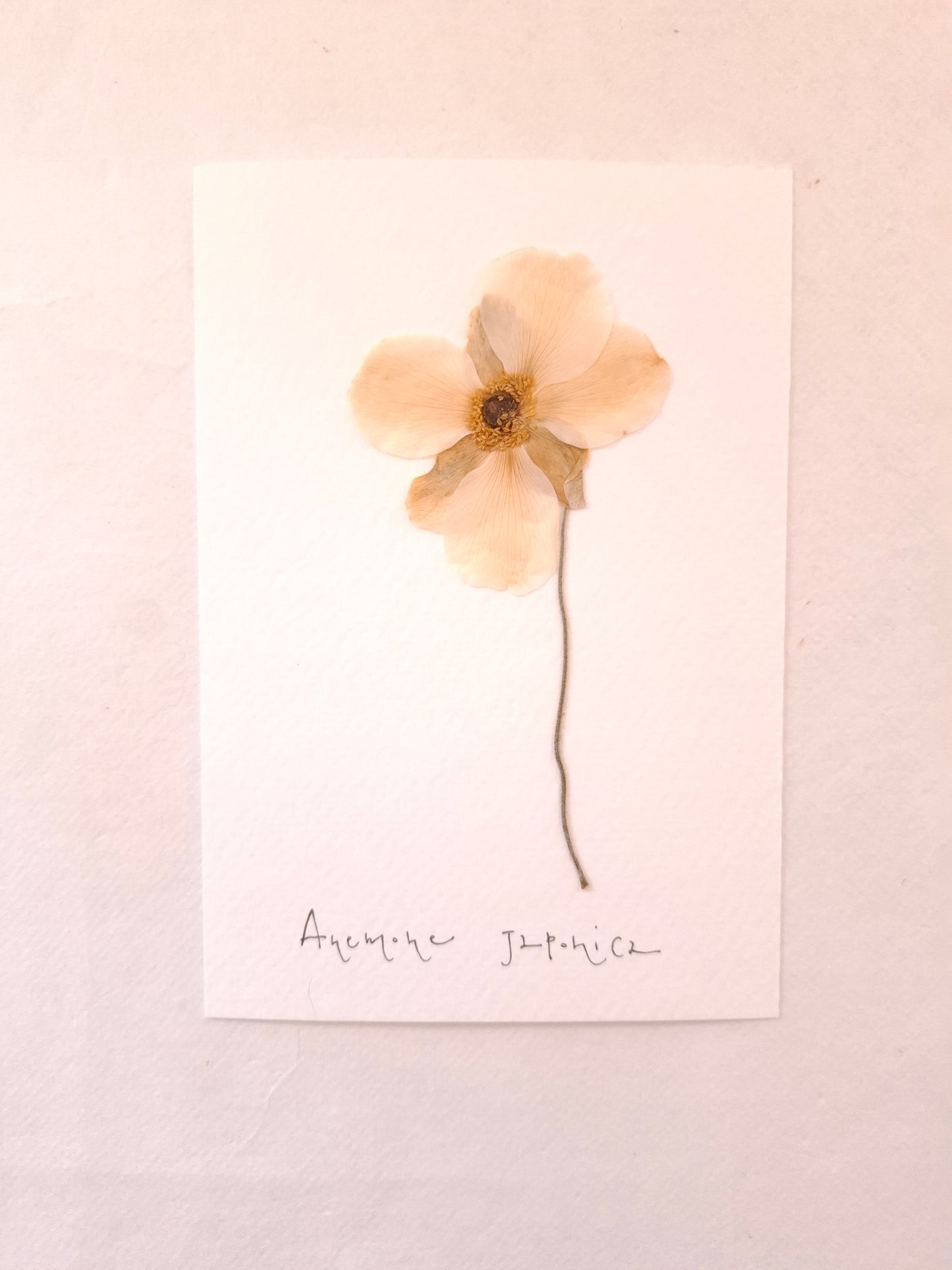 Cartolina Botanica con fiore pressato di Anemone Giapponese