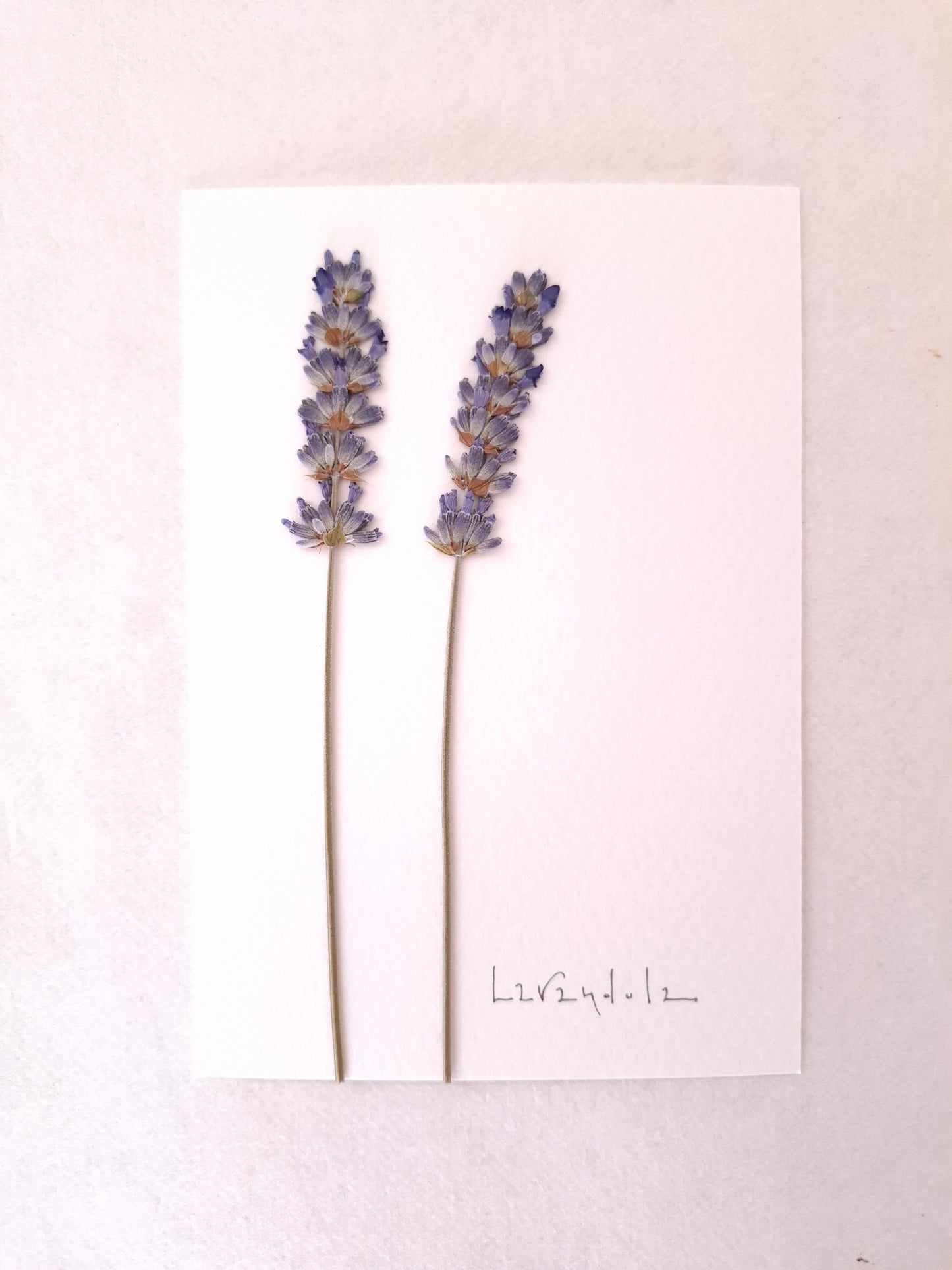 Cartolina Botanica con fiori pressati di Lavanda